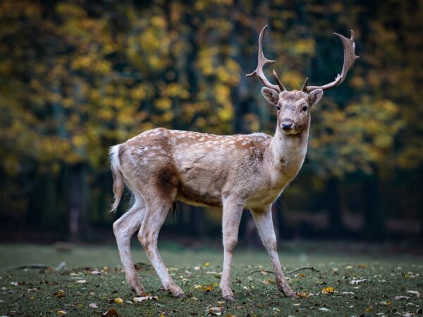 Chronic Wasting Disease