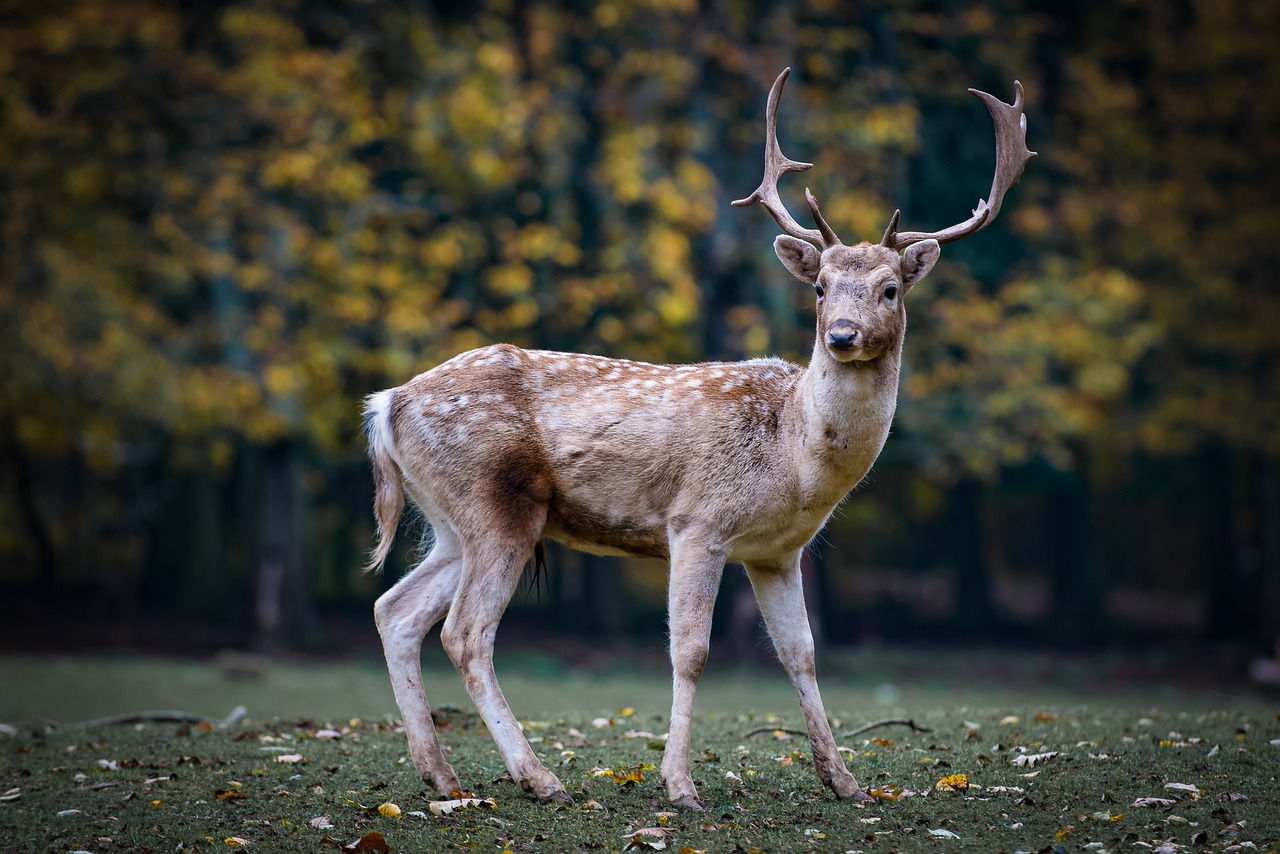 Chronic Wasting Disease